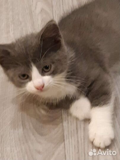 Котёнок