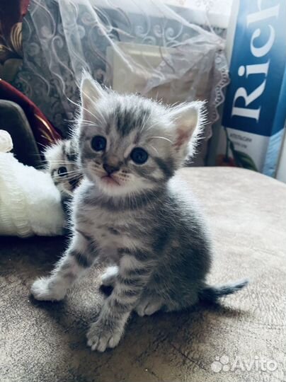 Котята, кот мальчик