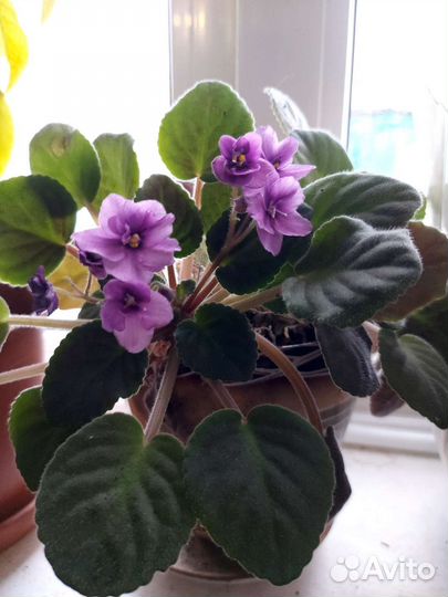 Спатефилиум-200, фиалки-100