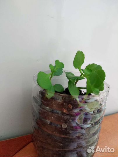 Каланхоэ красный махровый