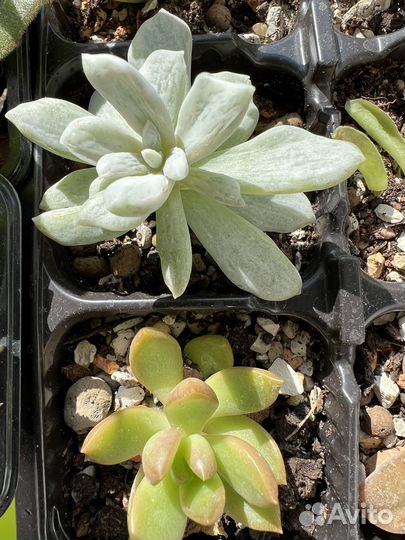 Суккуленты разных видов хавортия эхиверия седум