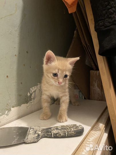 Котенок