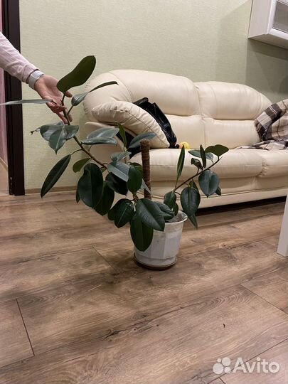 Фикус эластика в горшке 2 шт