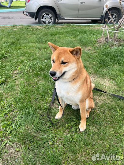 Вязка собак Сиба ину