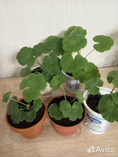 Пеларгония герань зональная