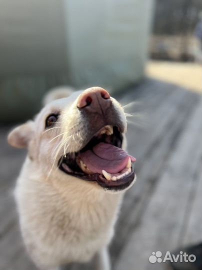 Выгул собак