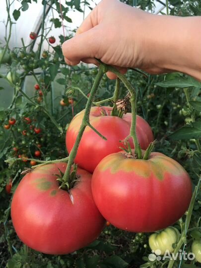 Семена редких сортовых томатов