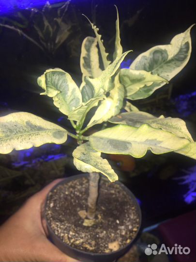 Кротон тамара