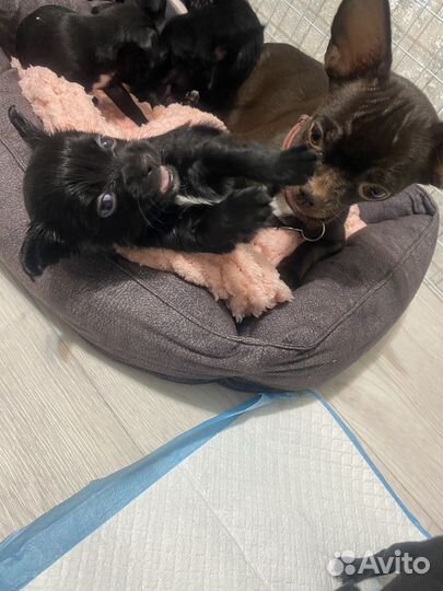 Щенки чихуахуа