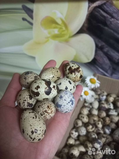 Яйцо перепелиное отборное в упаковке 20 штук