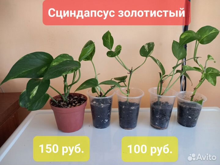 Сциндапсус золотистый