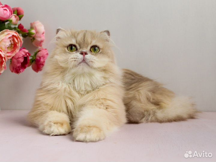 Золотой лилак британский котик