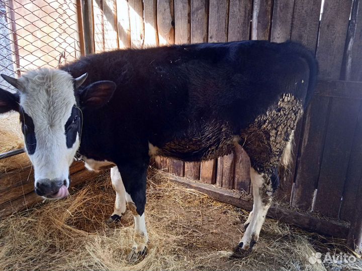 Продам годовалую телку