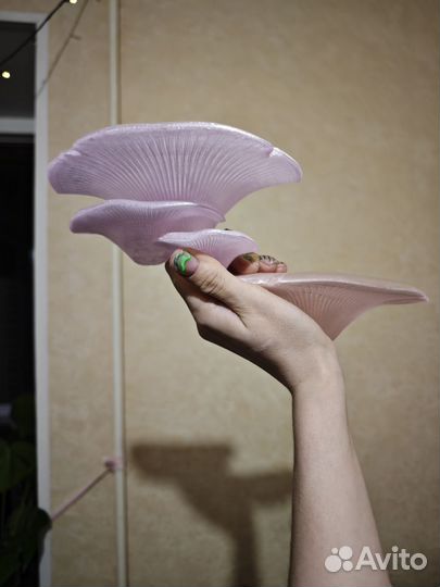 Грибочки на стену