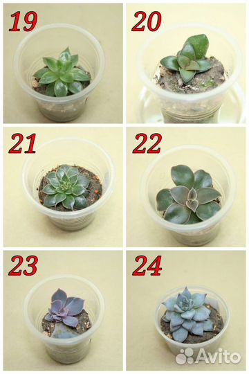 Суккуленты (обновлено 08 августа)