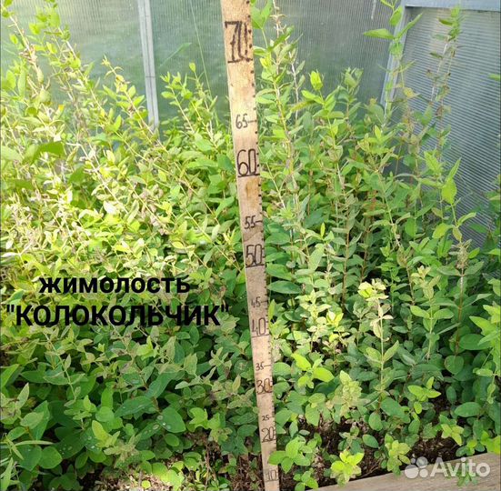 Декоративные кустики на дорост