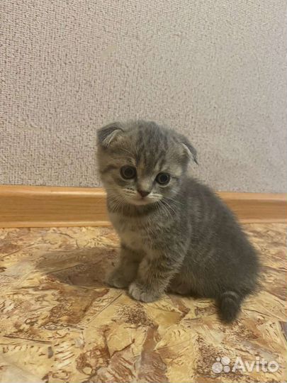 Шотландская вислоухая