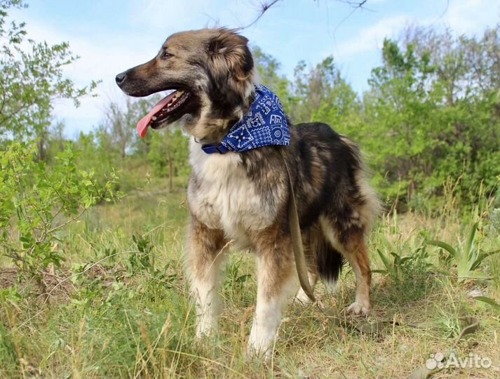 Собака Лаки