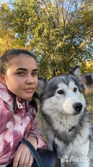 Передержка для собак любых пород