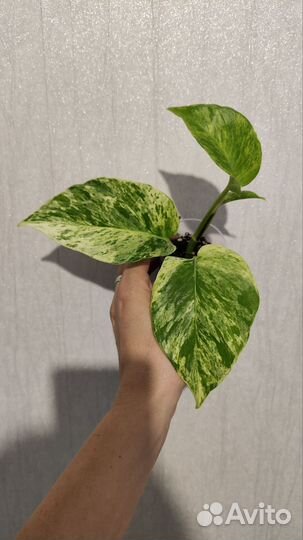 Эпипремнум сноу квин