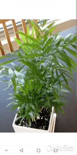 Пальма хамедорея