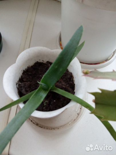 Комнатные цветы индийский лук