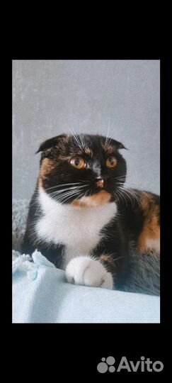 Шотландская