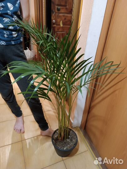 Арека. Супер Пальма 110 см