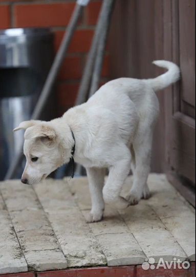 Щенок девочка Умка из монастыря в добрые руки