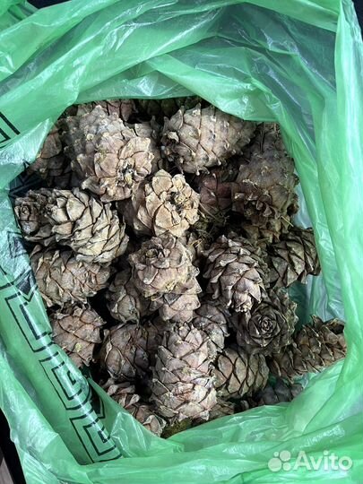 Шишка кедровая / кедровые орехи