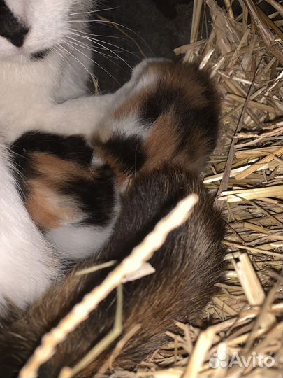 Котята не породистые