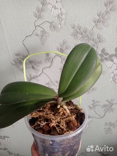 Орхидея фаленопсис