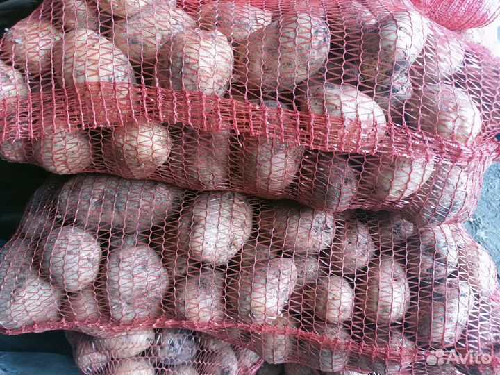 Картофель домашний