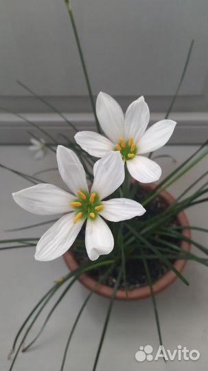 Зефирантес белый (выскочка)