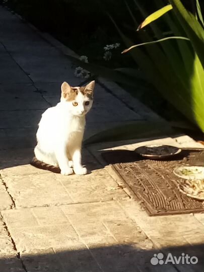 Котята в добрые руки бесплатно