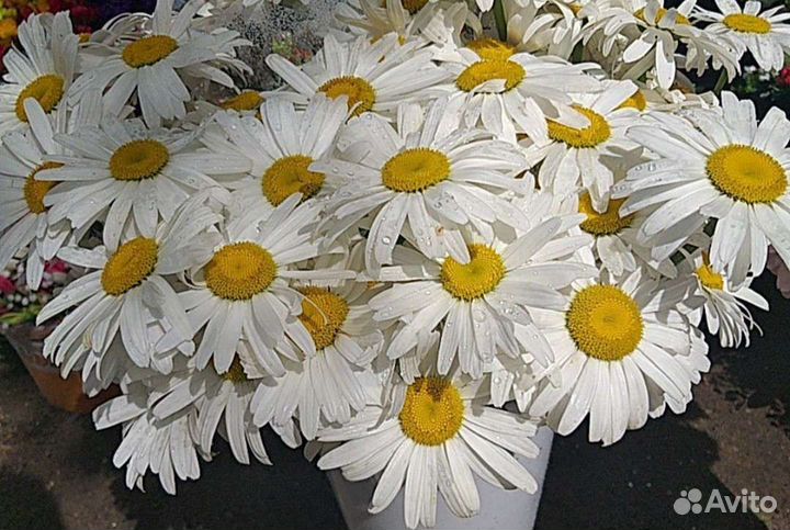 Ромашки поштучно