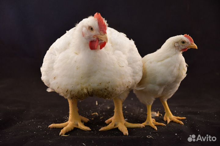 Бройлер подрощенный