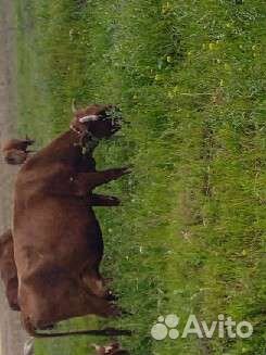 Коровы и телки продаю или меняю на авто