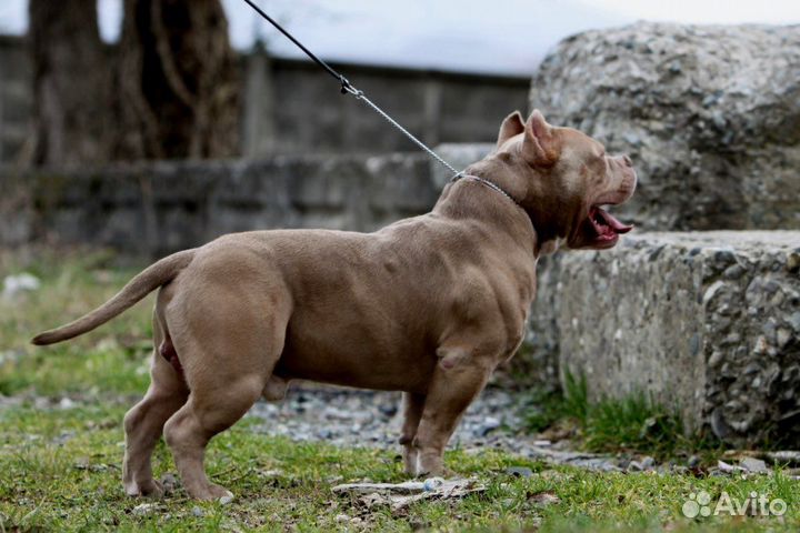 Американский булли