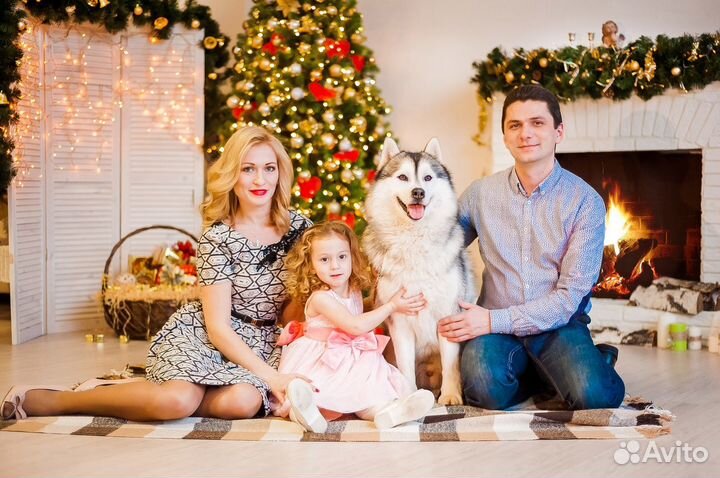 Аренда сибирских хаски для фотосессии