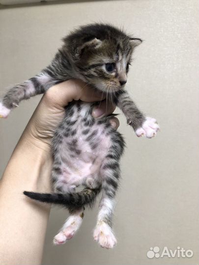 Котенок-полосатик