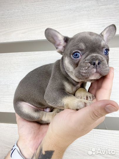 Французский бульдог голубой мальчик
