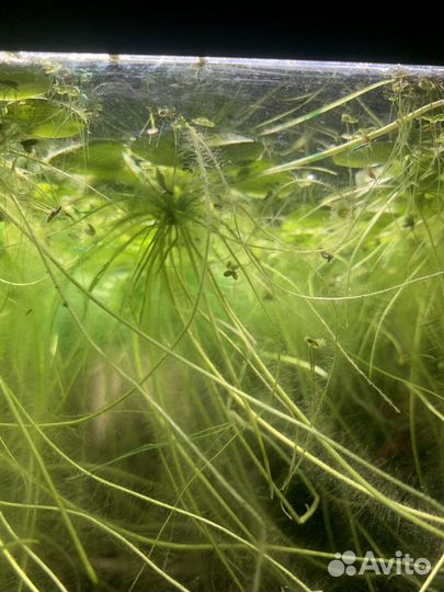 Растение для аквариума - Лимнобиум