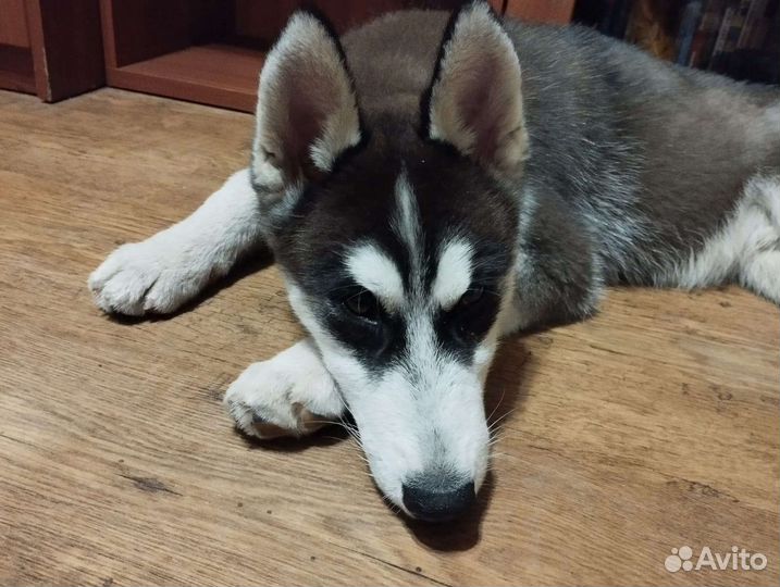 Хаски в добрые руки