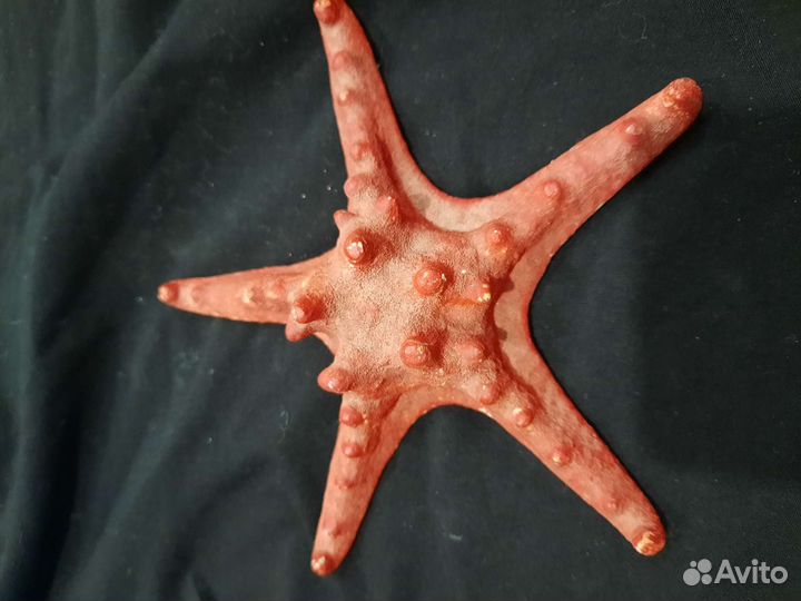 Морская звезда, морские раковины камни