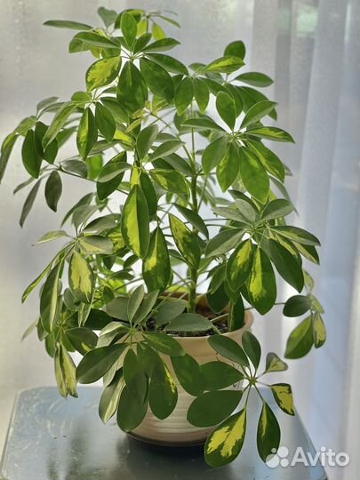 Шиффлера вариегатная