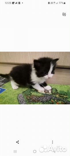 Милые котятки