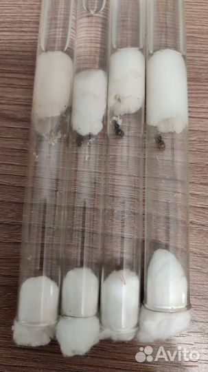 Муравьи (Lasius) матка + яйца+ маленький расплод