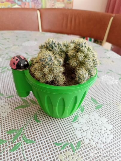 Маммиллярия