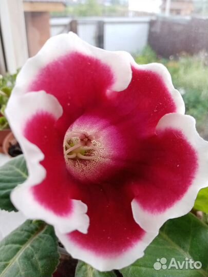 Глоксиния отростки